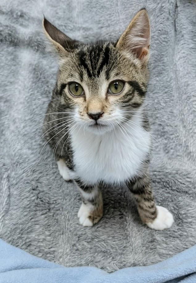Rupert, Adoptable, Kitten Male Domestic Short Hair.