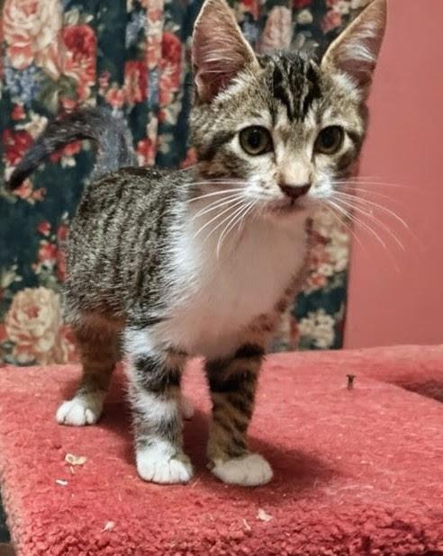 Rupert, a Adoptable Domestic Short Hair image 2/2