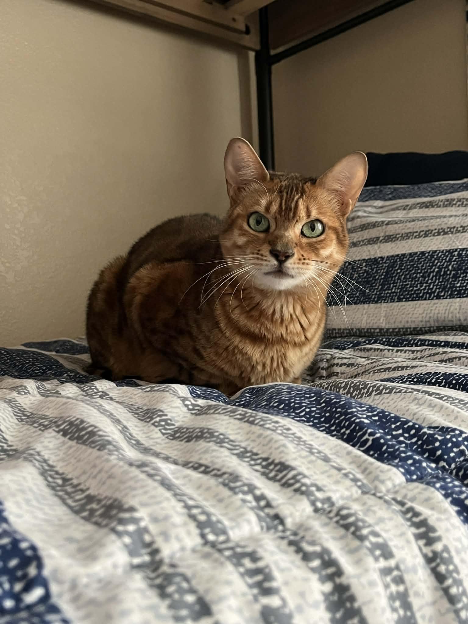 Enlarge Skye (bonded to Brownie-must be adopted together), an adopted Bengal in Sierra Vista, AZ image 2/5