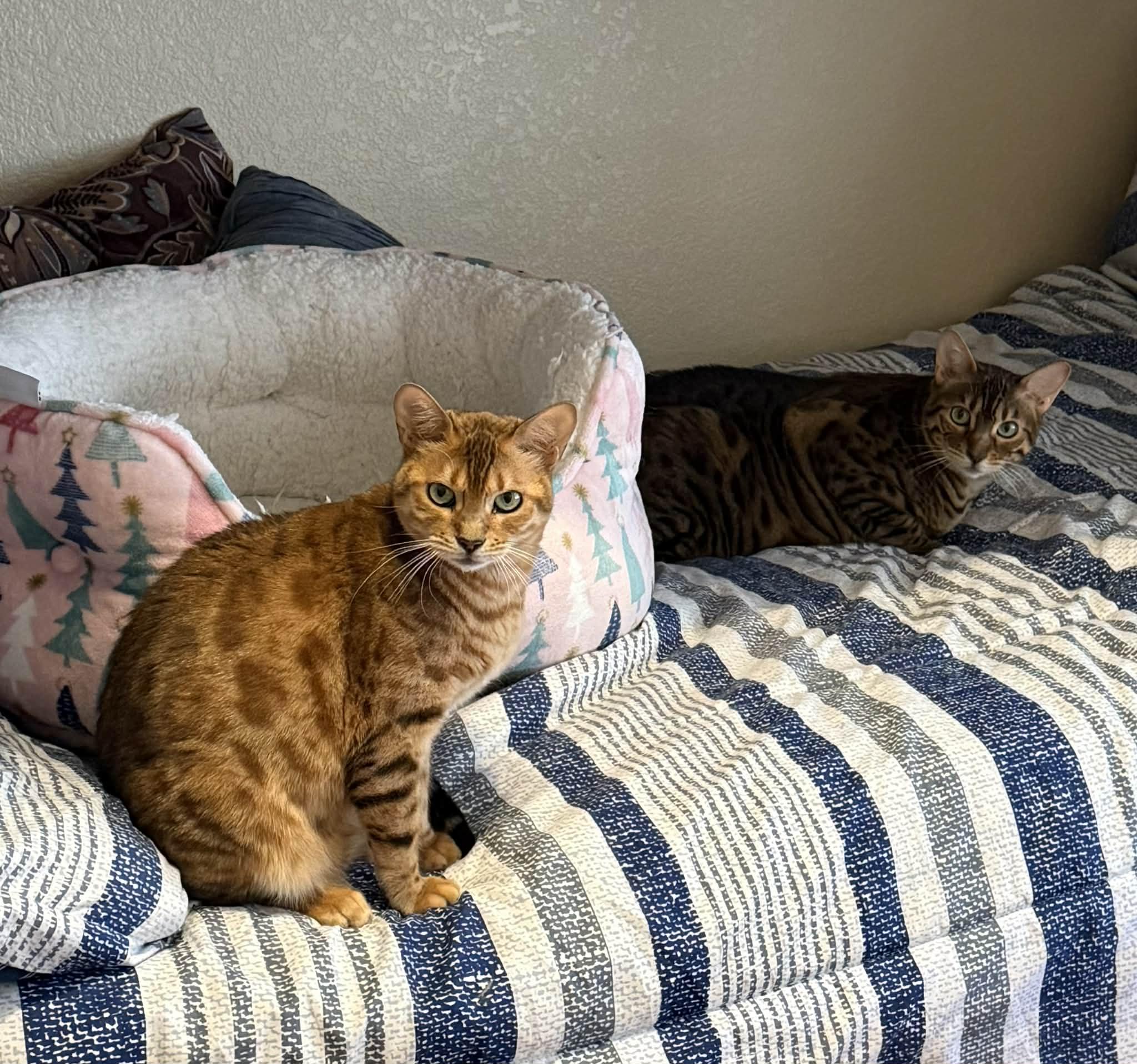 Enlarge Skye (bonded to Brownie-must be adopted together), an adopted Bengal in Sierra Vista, AZ image 1/5