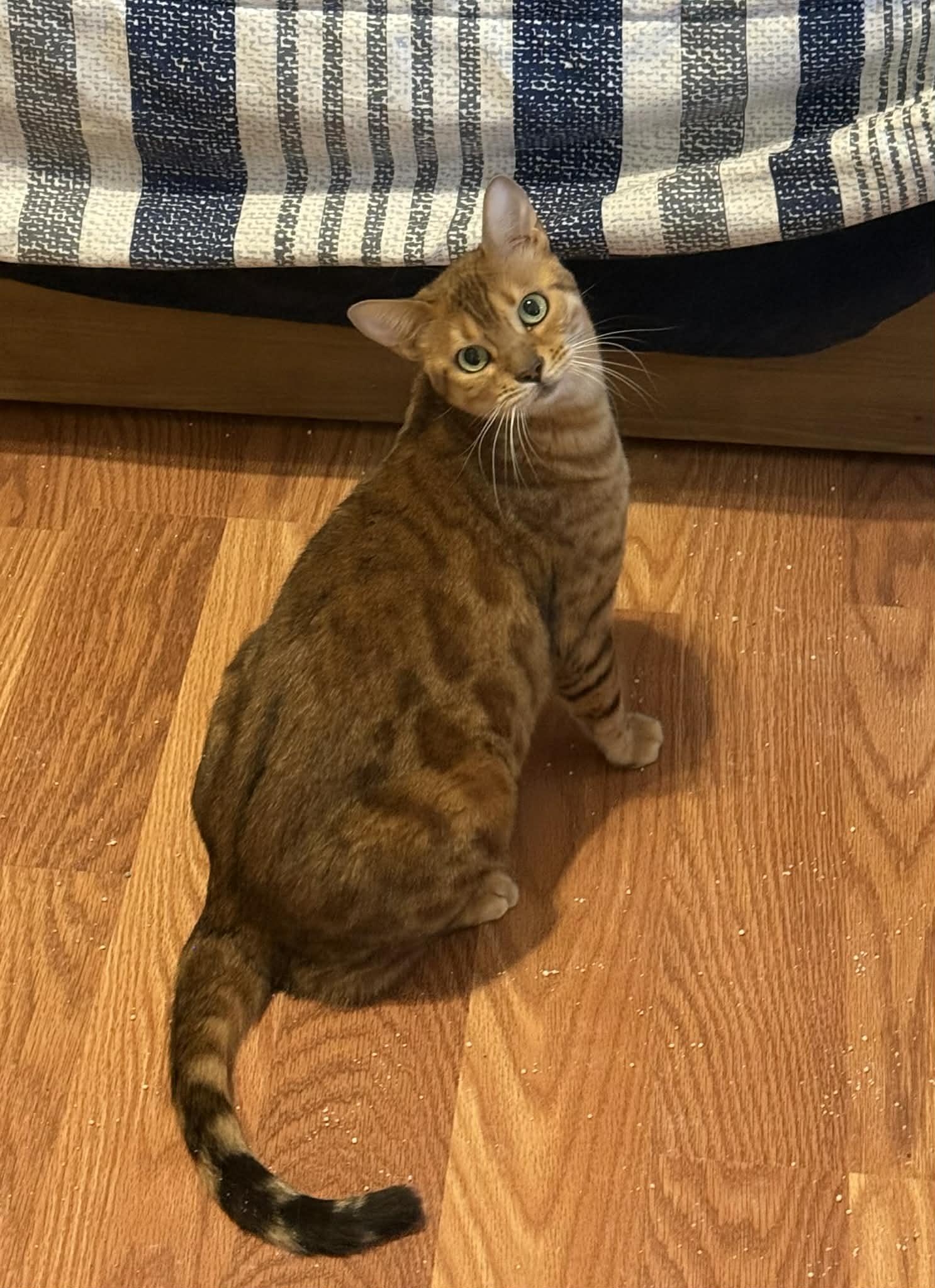 Enlarge Skye (bonded to Brownie-must be adopted together), an adopted Bengal in Sierra Vista, AZ image 5/5