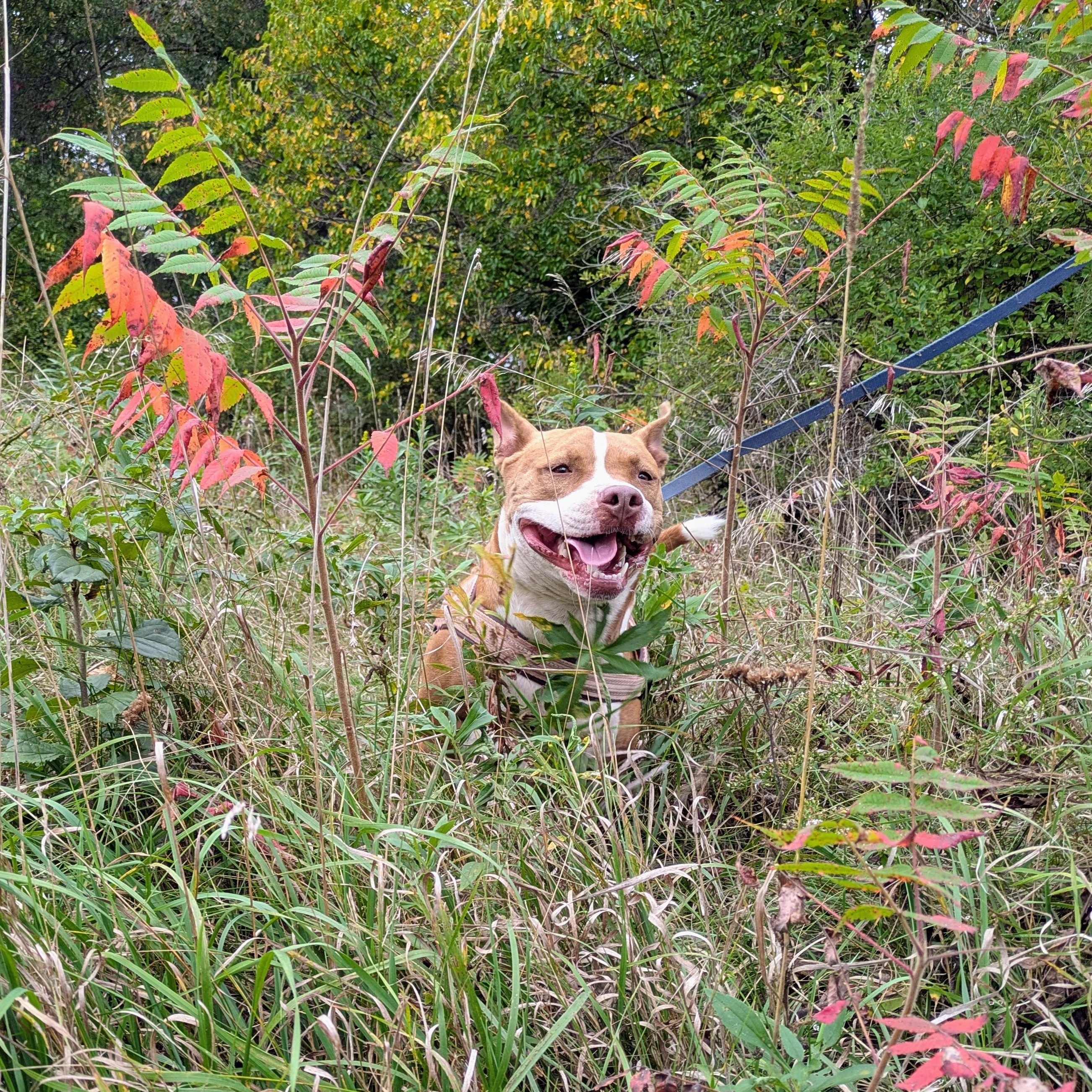 Emma, a hold mixed breed in Oregon, WI image 2/6