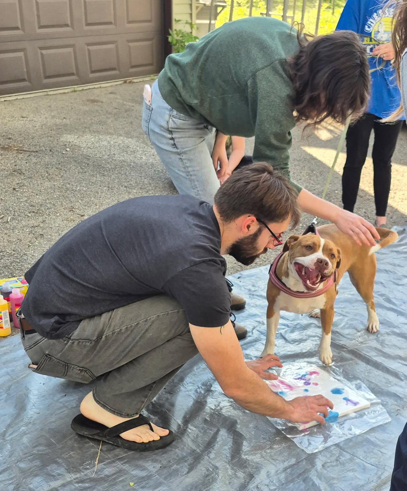 Emma, a Adoptable mixed breed in Oregon, WI image 3/6