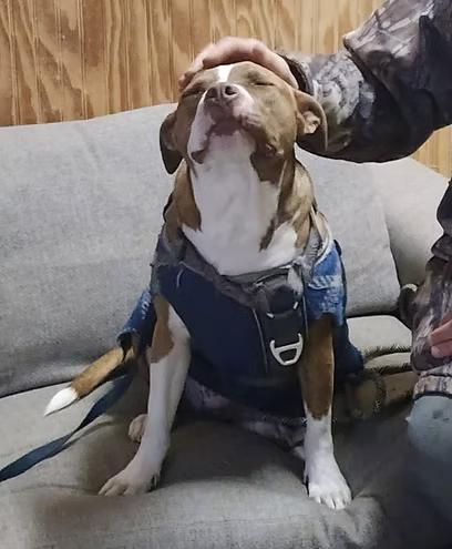 Emma, a Adoptable mixed breed in Oregon, WI image 5/6