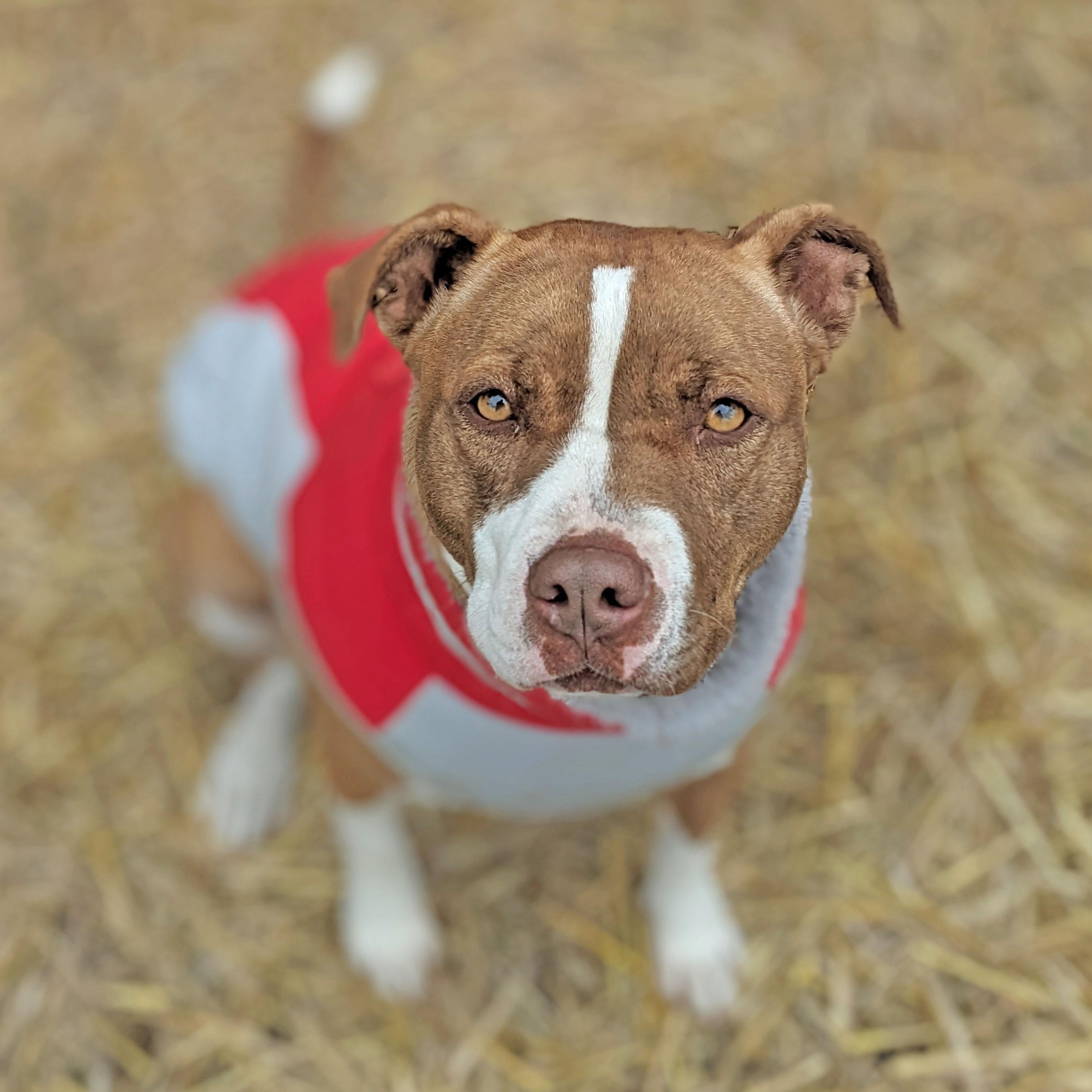 Emma, a Adoptable mixed breed in Oregon, WI image 4/6