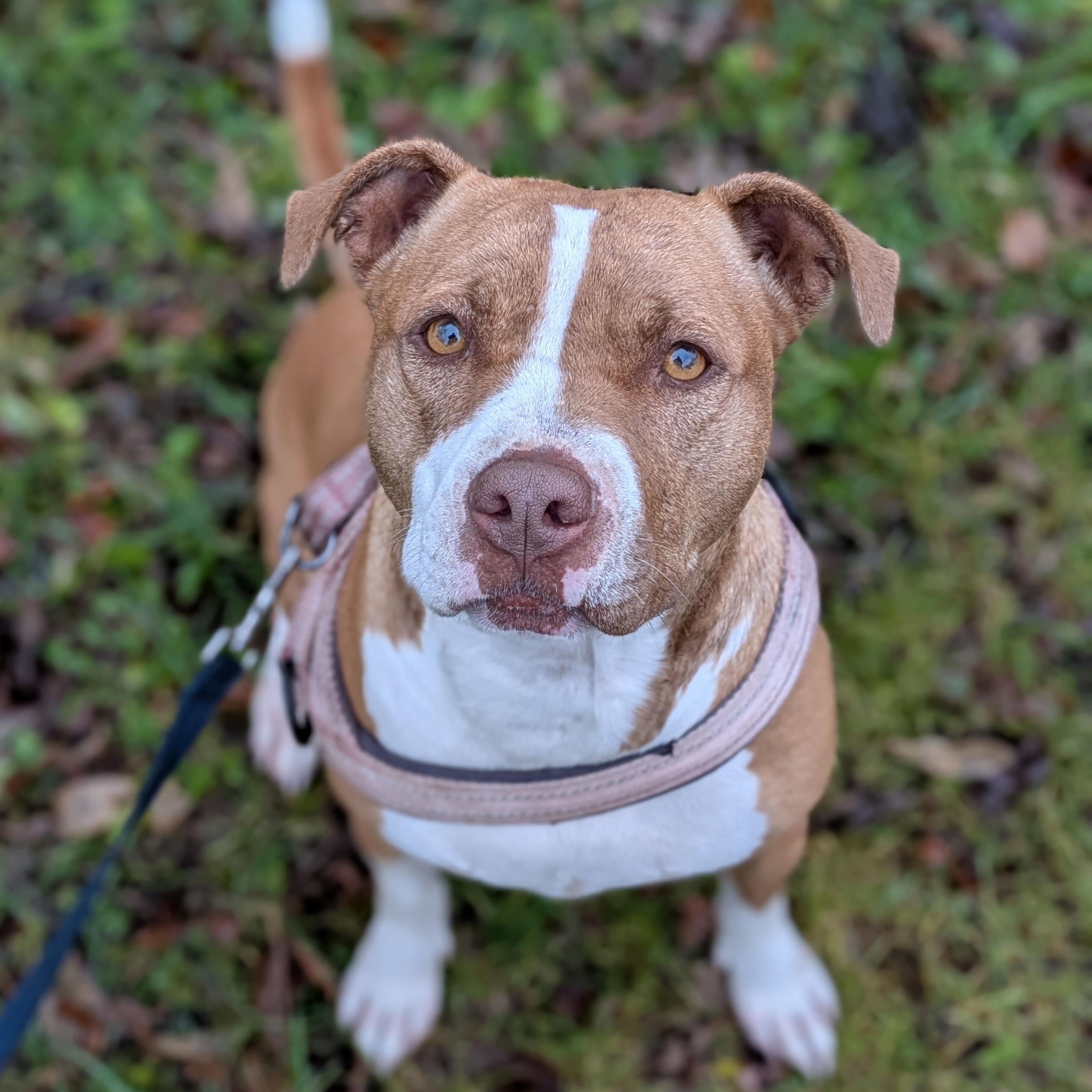 Emma, a hold mixed breed in Oregon, WI image 1/6
