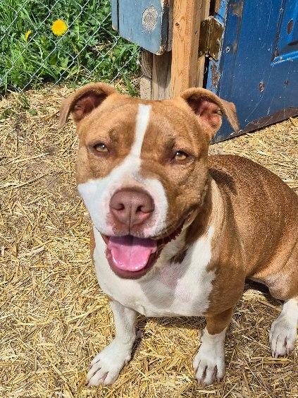 Emma, a Adoptable mixed breed in Oregon, WI image 1/6