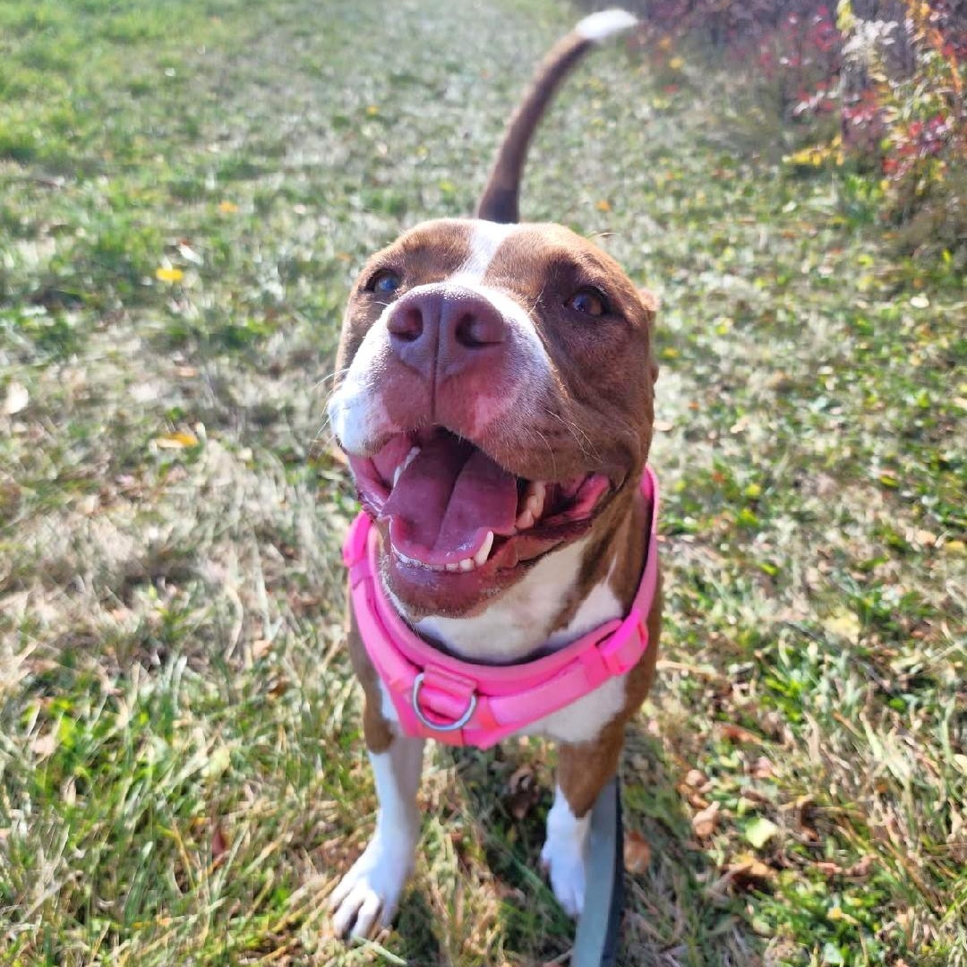 Emma, a Adoptable mixed breed in Oregon, WI image 2/6
