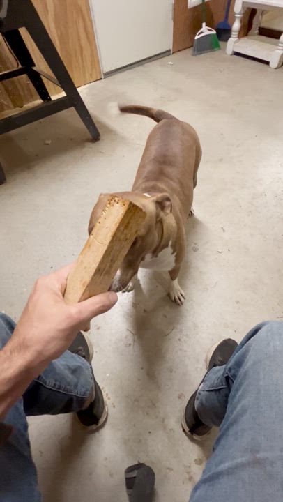 Enlarge Emma, a Adoptable mixed breed in Oregon, WI video 6/6