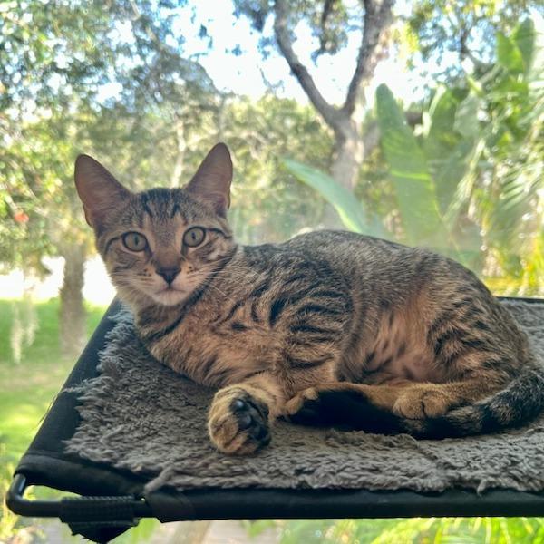 Enlarge Moza, a Adoptable Domestic Short Hair in St. Augustine, FL image 4/4