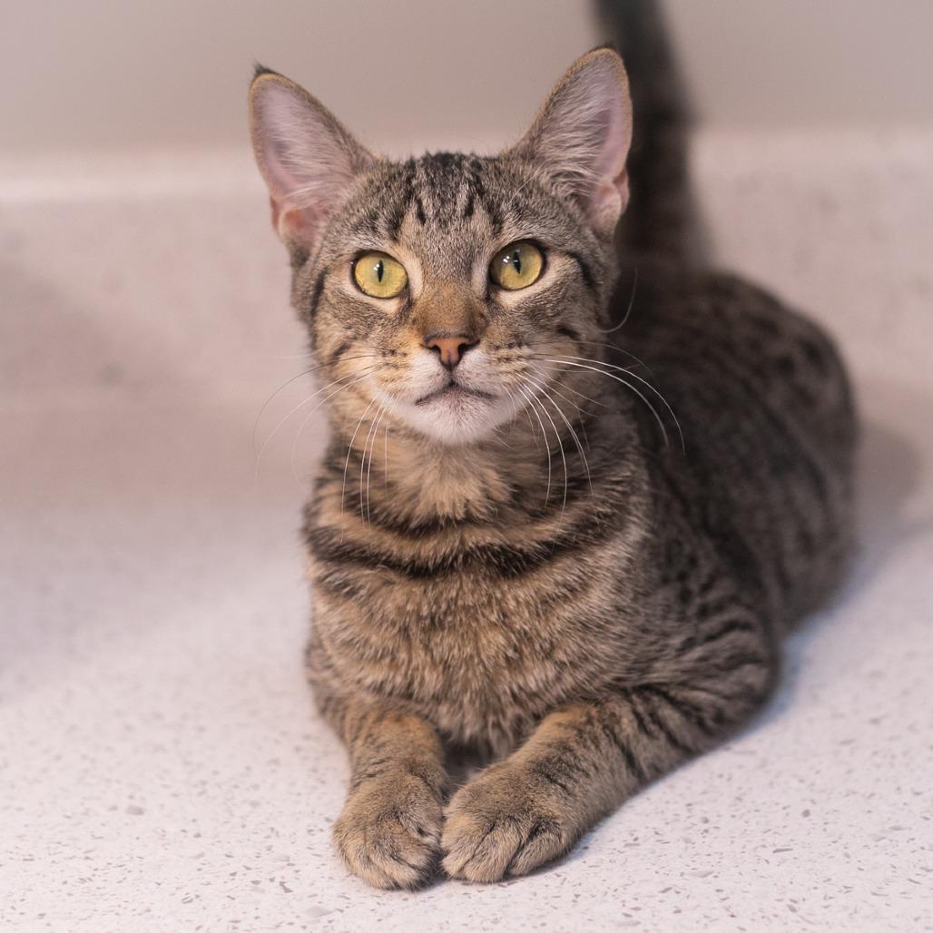 Moza, Adoptable, Young Male Domestic Short Hair.