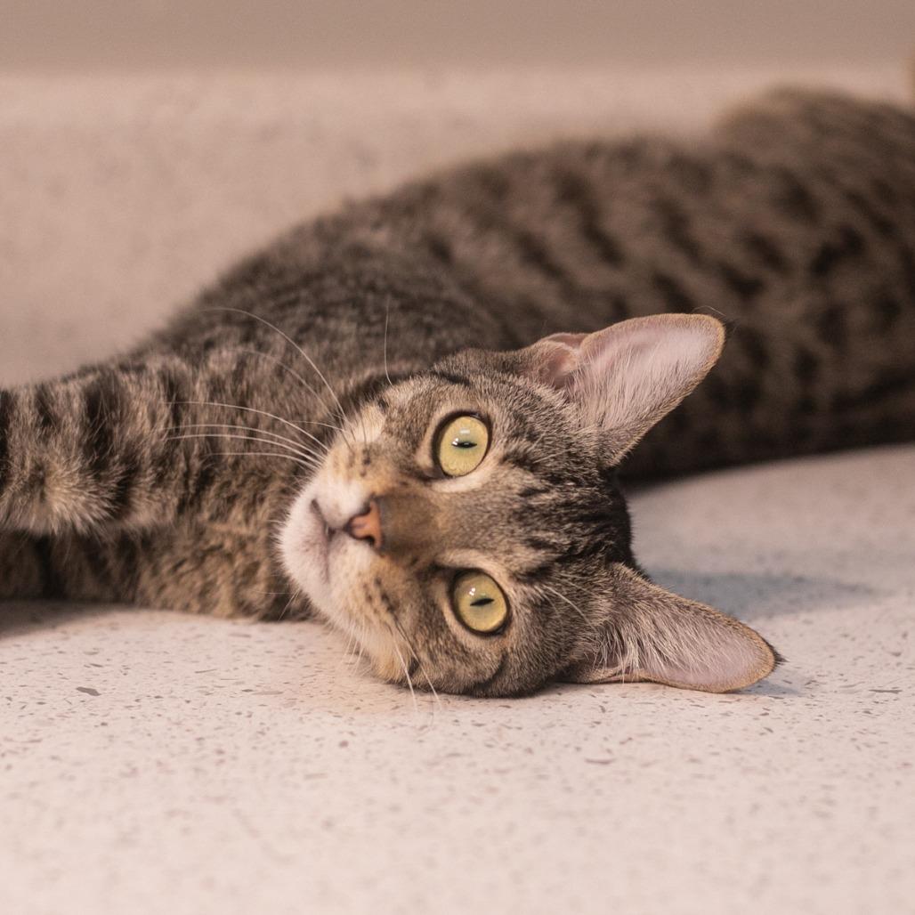 Enlarge Moza, a Adoptable Domestic Short Hair in St. Augustine, FL image 2/4