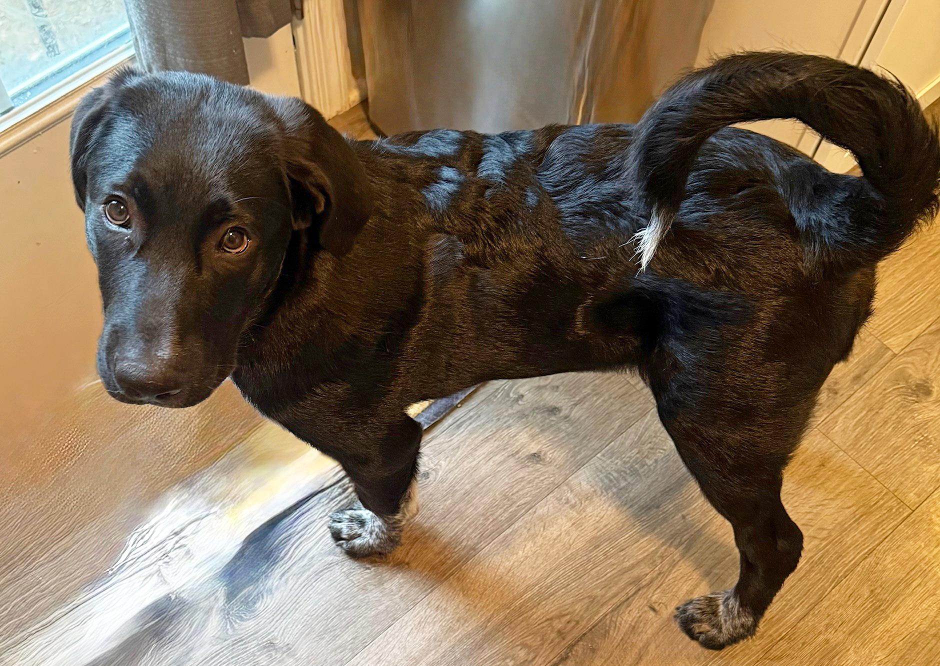 Enlarge Baker, a Adopted mixed breed in Pittsburgh, PA image 1/5