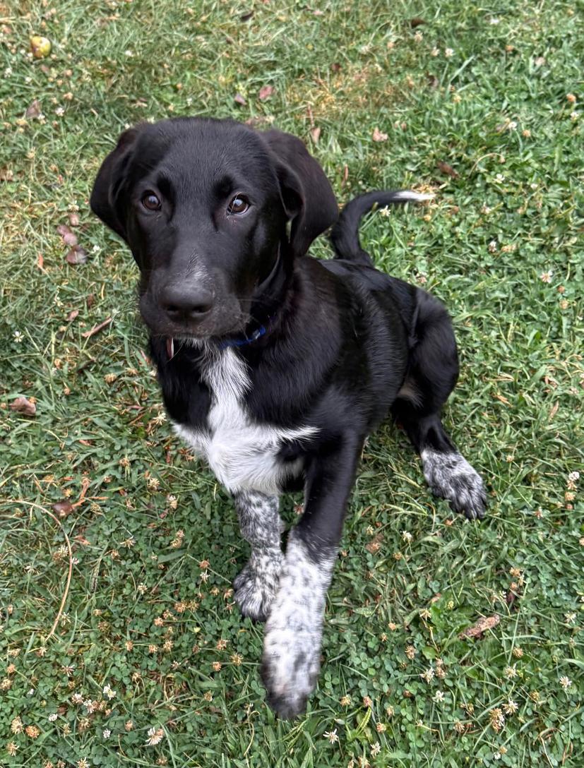 Enlarge Baker, a Adopted mixed breed in Pittsburgh, PA image 2/5