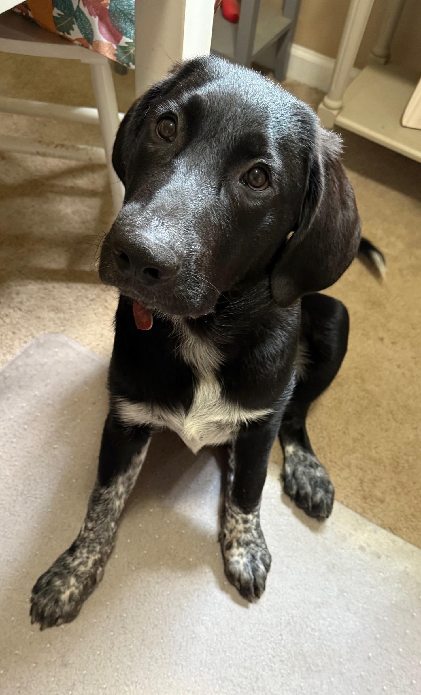 Enlarge Baker, a Adopted mixed breed in Pittsburgh, PA image 3/5