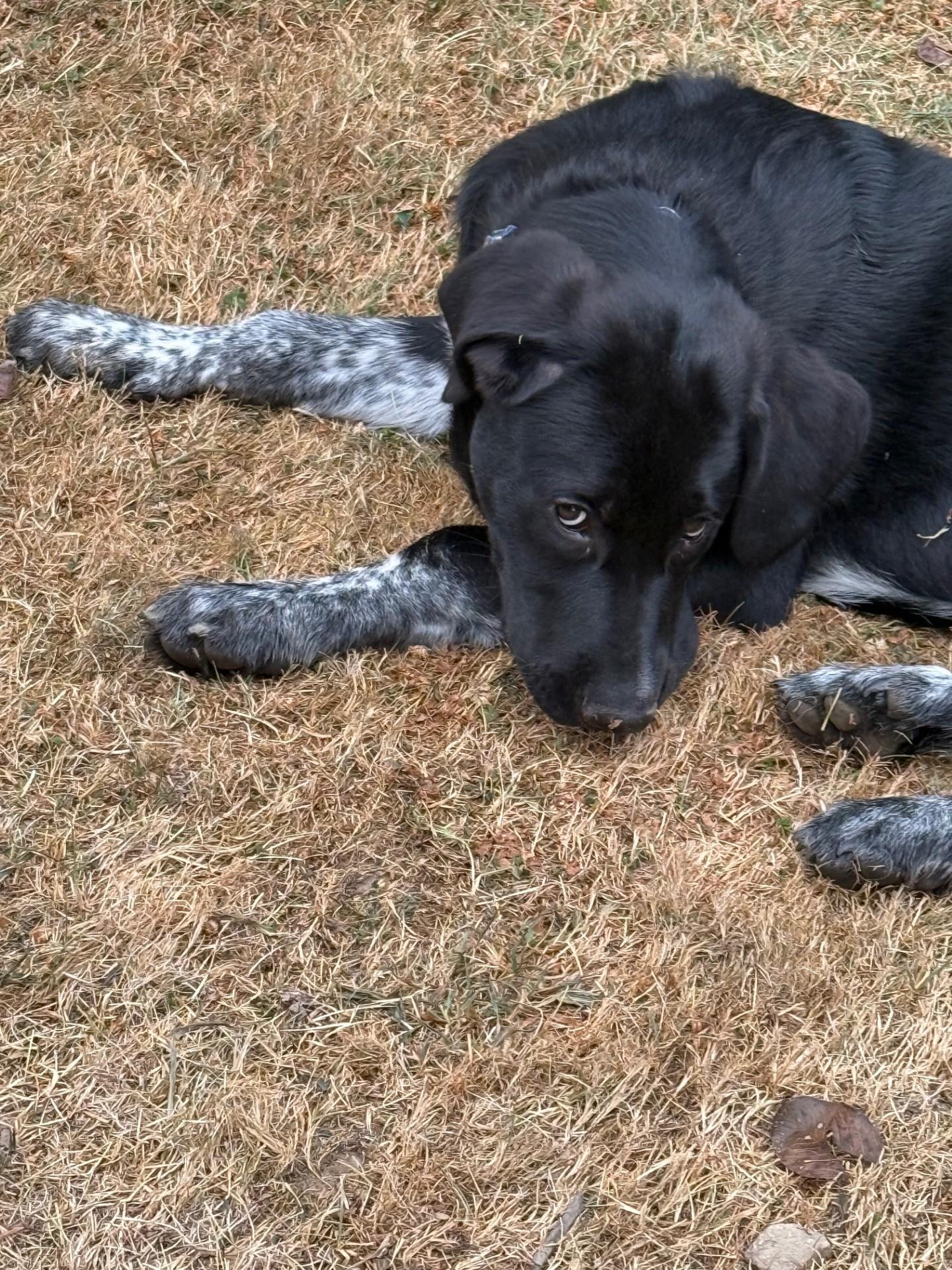 Enlarge Baker, a Adopted mixed breed in Pittsburgh, PA image 5/5