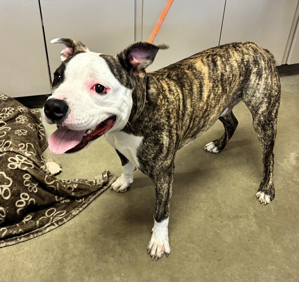 Blooper, ADOPTABLE, Adult Male Pit Bull Terrier.