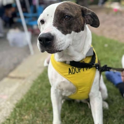 Missy, a Adoptable mixed breed in Wando, SC image 2/6