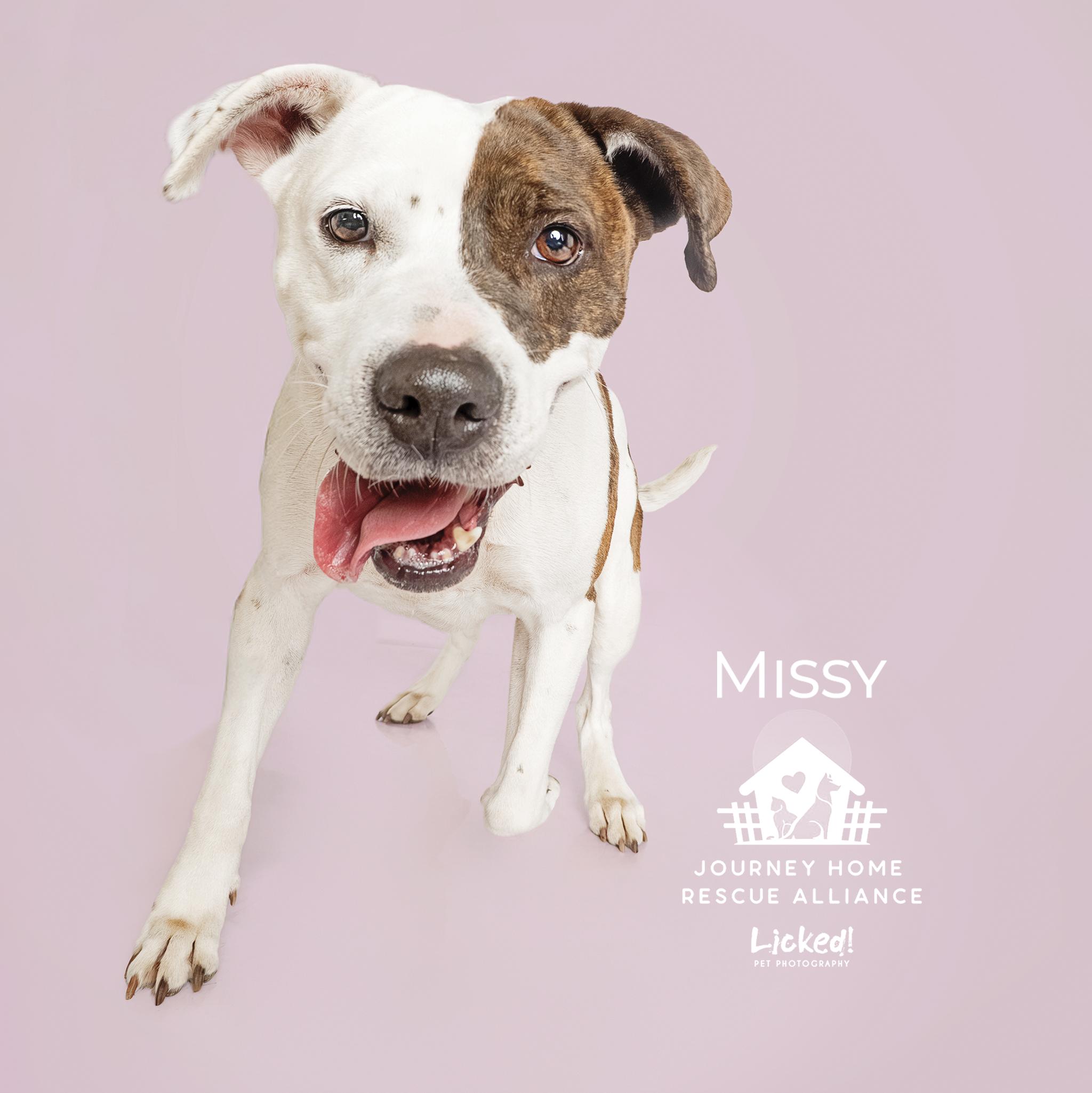 Enlarge Missy, a Adoptable mixed breed in Wando, SC image 3/6