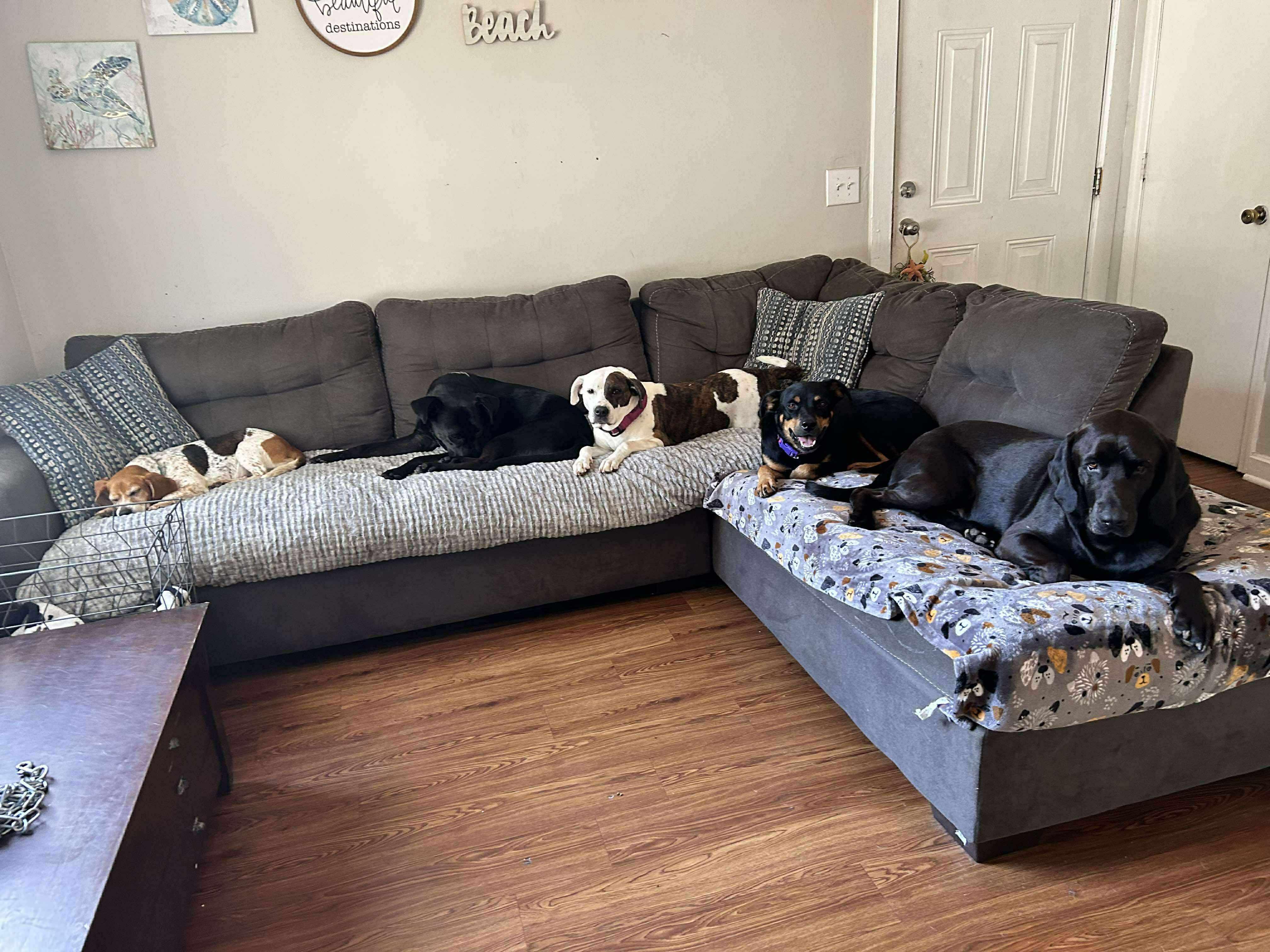 Enlarge Missy, a Adoptable mixed breed in Wando, SC image 2/6