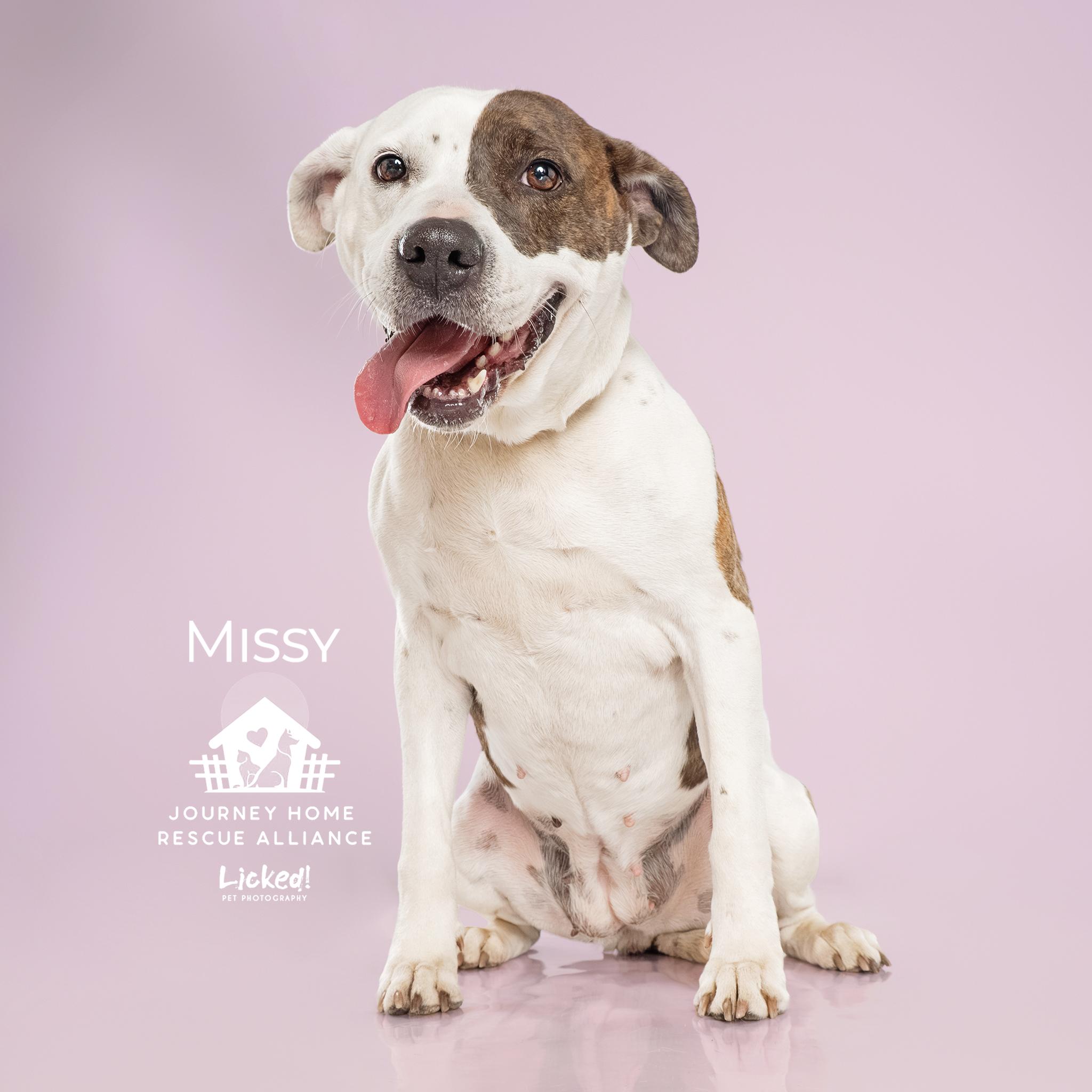Enlarge Missy, a Adoptable mixed breed in Wando, SC image 4/6
