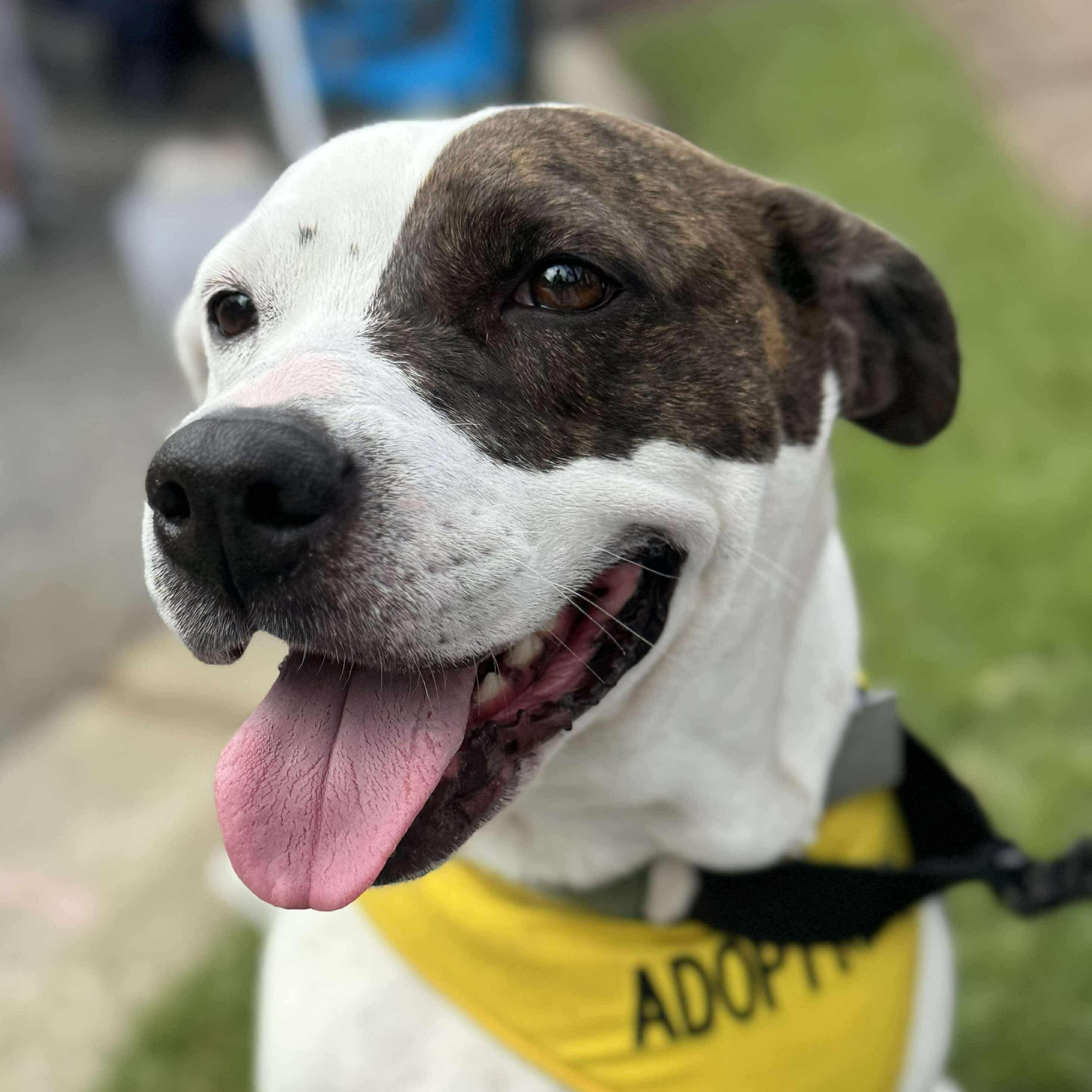 Missy, Adoptable, Adult Female Pit Bull Terrier & Mixed Breed.