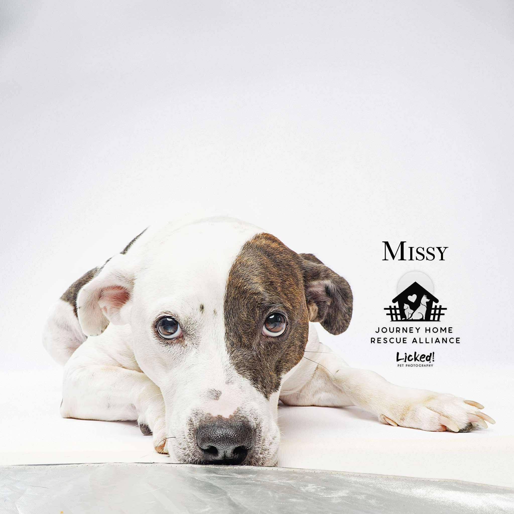 Enlarge Missy, a Adoptable mixed breed in Wando, SC image 1/6