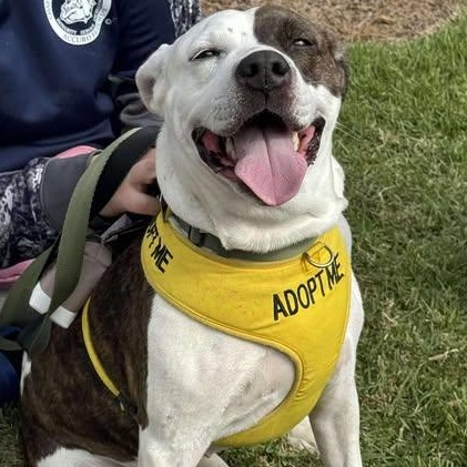 Missy, a Adoptable mixed breed in Wando, SC image 6/6