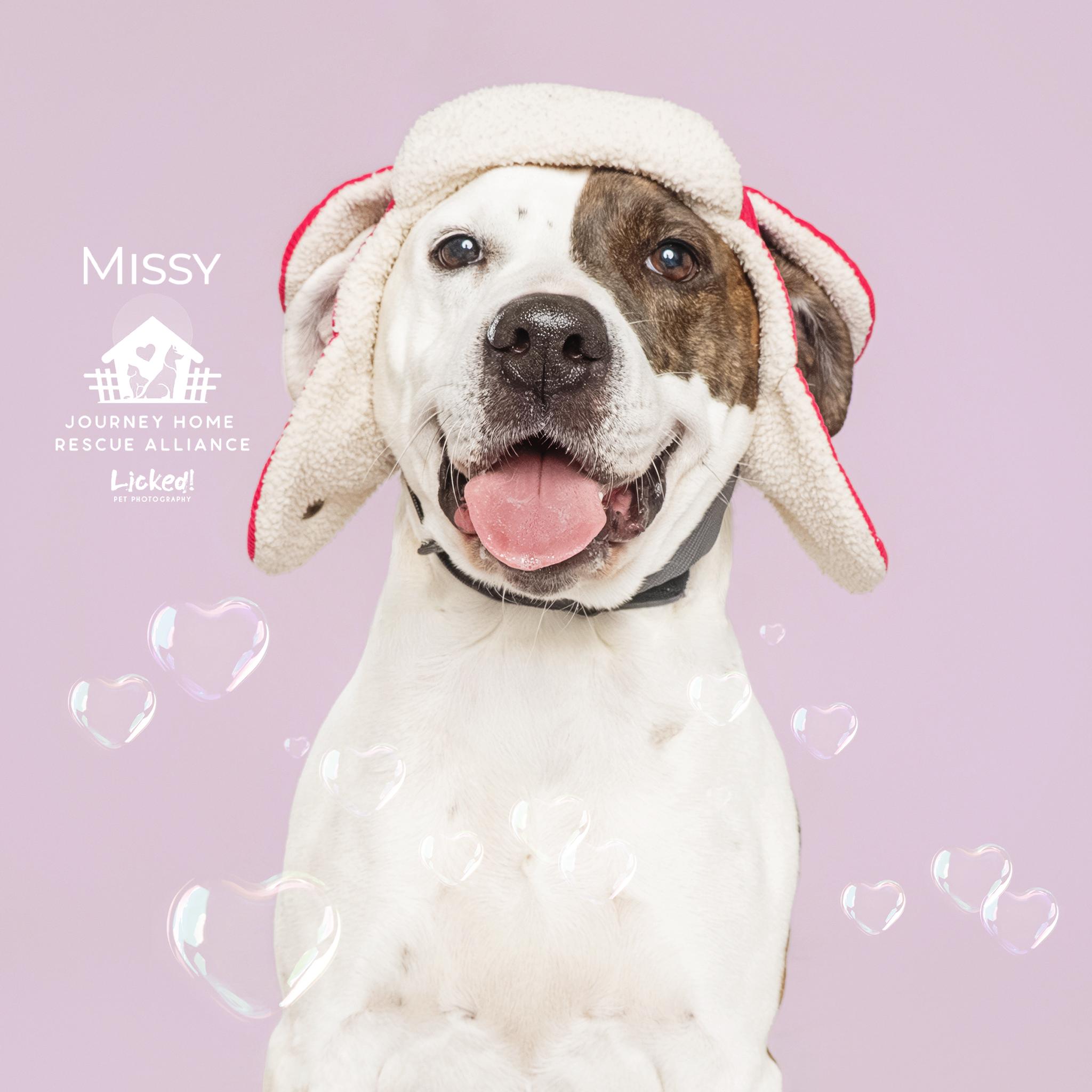 Enlarge Missy, a Adoptable mixed breed in Wando, SC image 2/6