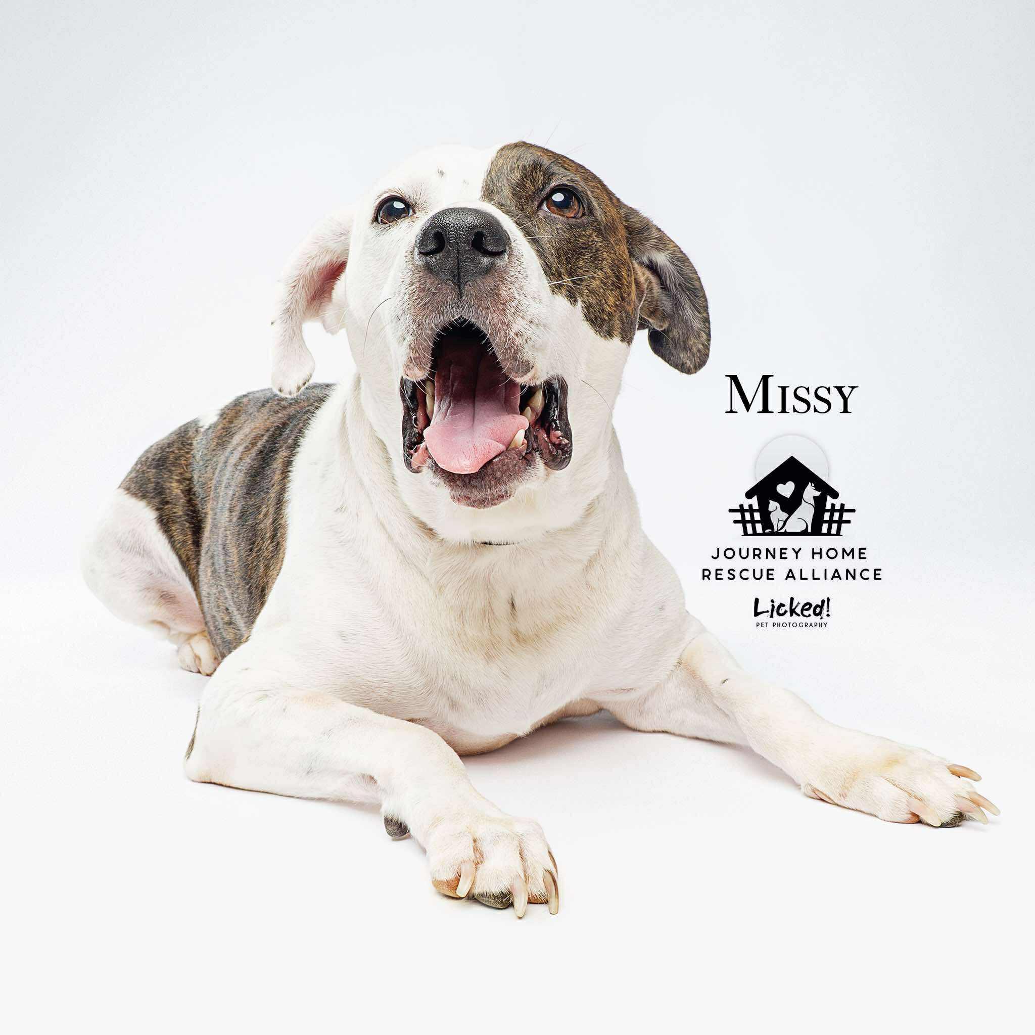 Enlarge Missy, a Adoptable mixed breed in Wando, SC image 3/6