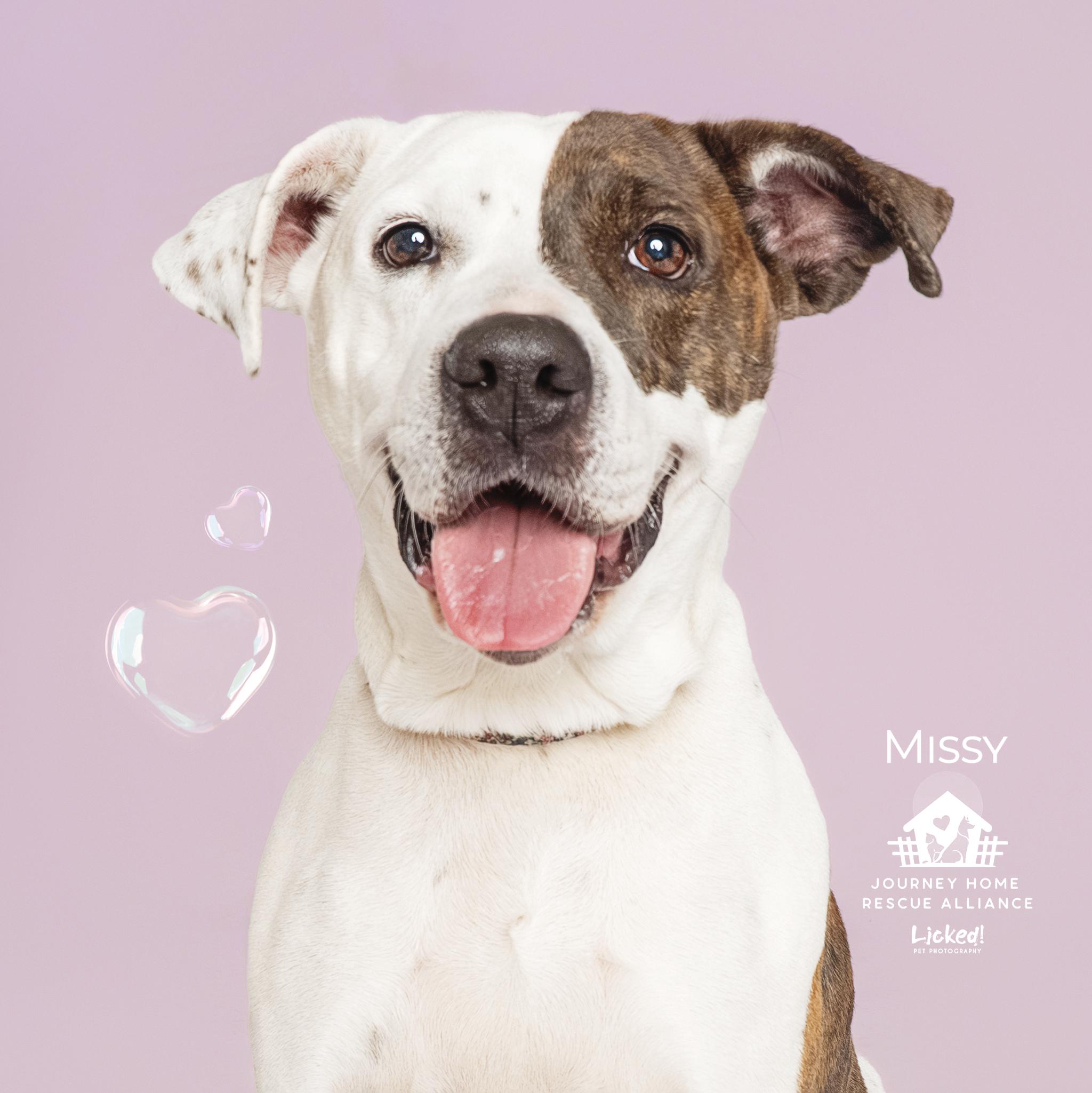 Enlarge Missy, a Adoptable mixed breed in Wando, SC image 1/6