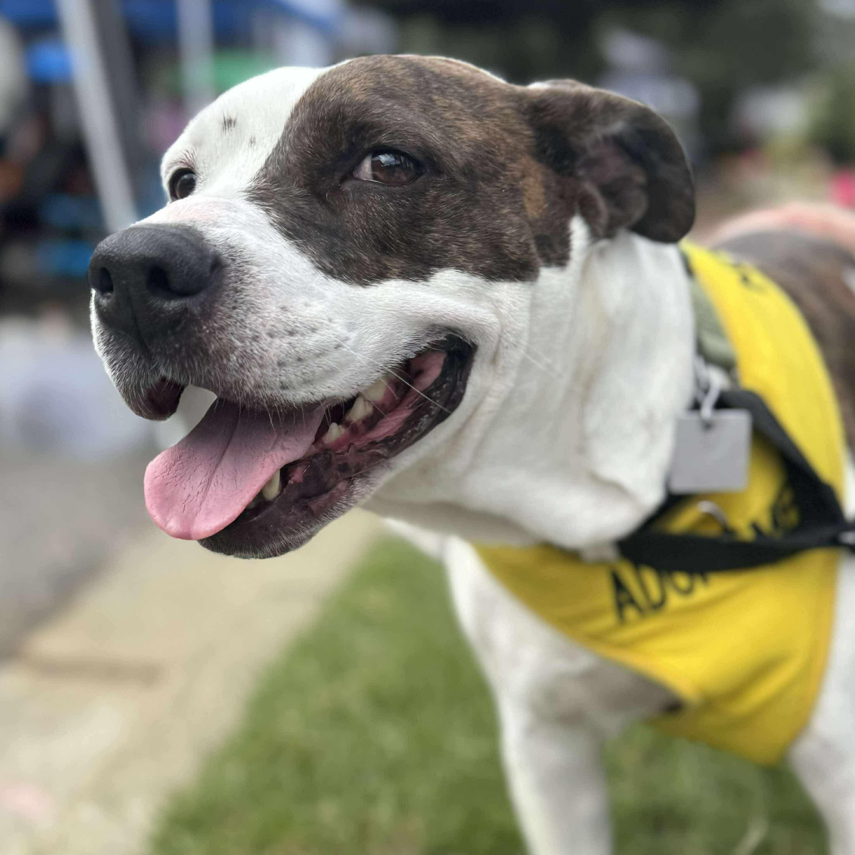 Missy, a Adoptable mixed breed in Wando, SC image 3/6