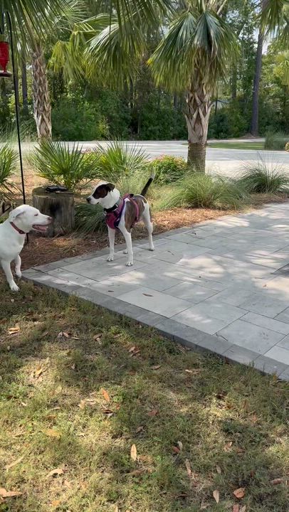 Enlarge Missy, a Adoptable mixed breed in Wando, SC video 4/6