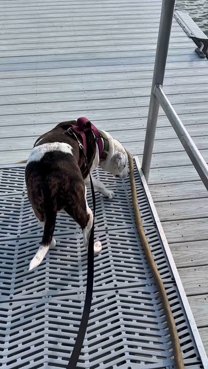 Enlarge Missy, a Adoptable mixed breed in Wando, SC video 5/6