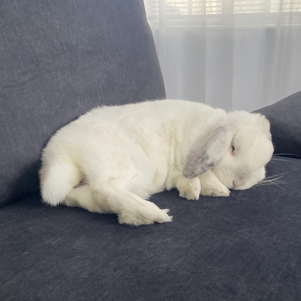 Milo - Home to Home, Adoptable, Adult Male Mini Lop.