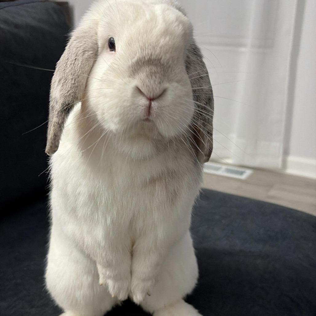 Enlarge Milo - Home to Home, a Adoptable Mini Lop in South Elgin, IL image 2/2