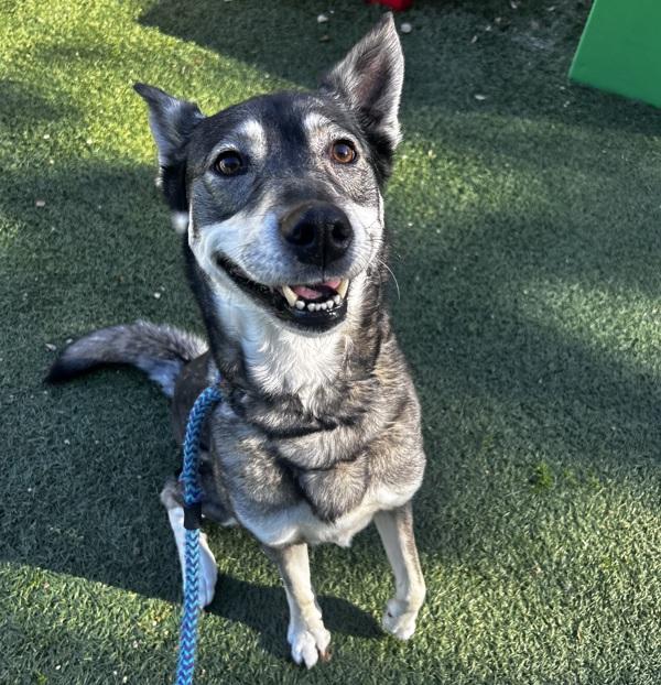 Enlarge Estella, a Adoptable mixed breed in Monterey, CA image 2/5