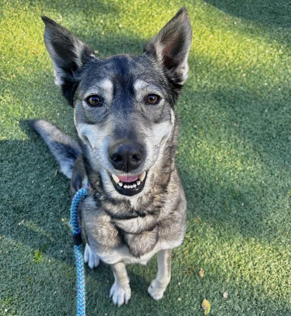 Enlarge Estella, a Adoptable mixed breed in Monterey, CA image 3/5