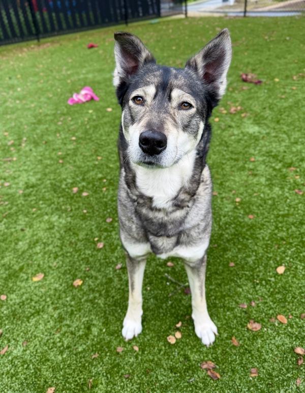 Enlarge Estella, a Adoptable mixed breed in Monterey, CA image 4/5