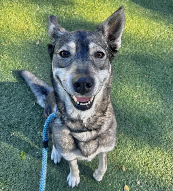 Enlarge Estella, a Adoptable mixed breed in Monterey, CA image 5/5
