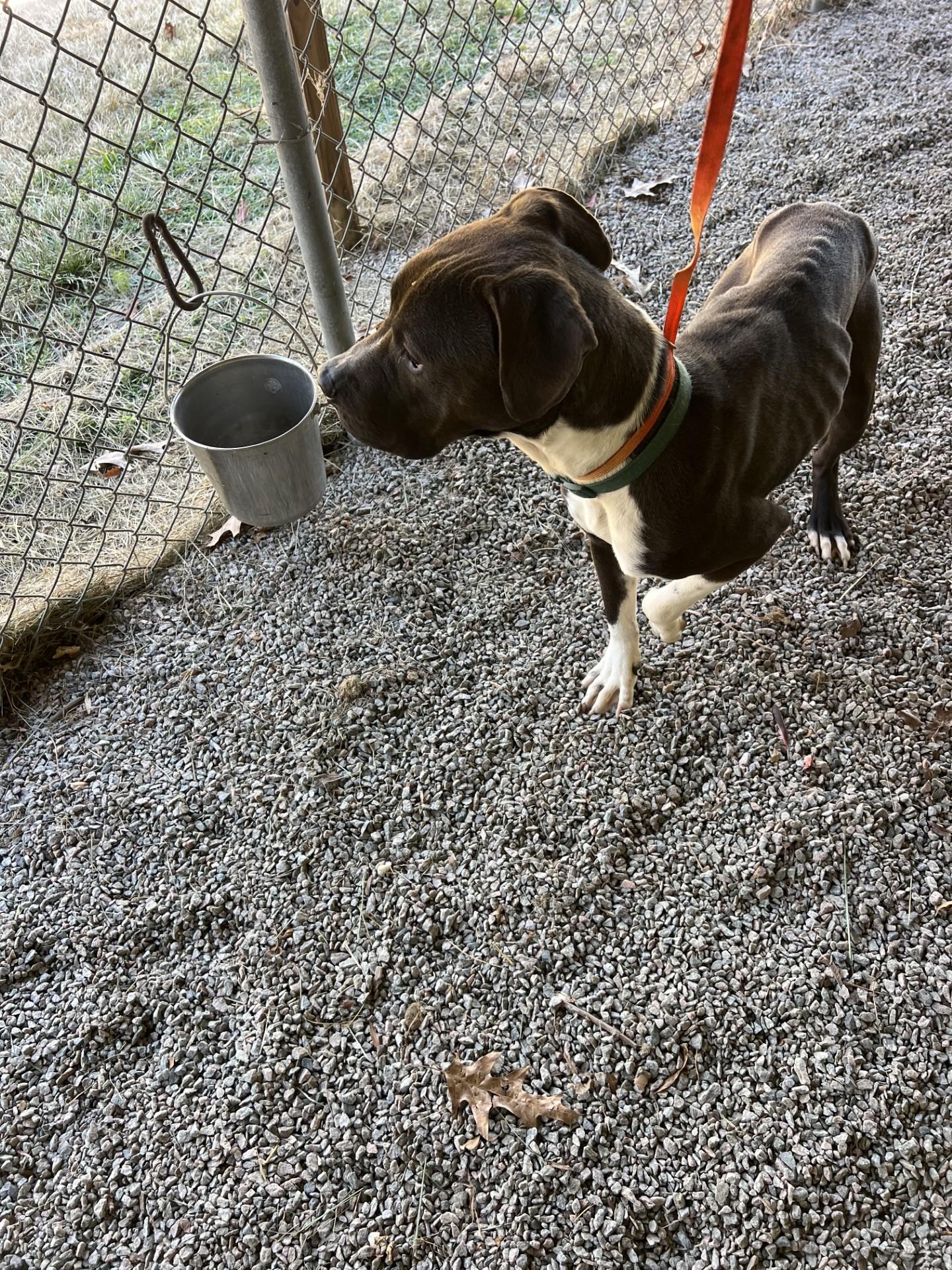 Prancer116572 (RESCUE ONLY), ADOPTABLE, Adult Male Pit Bull Terrier.