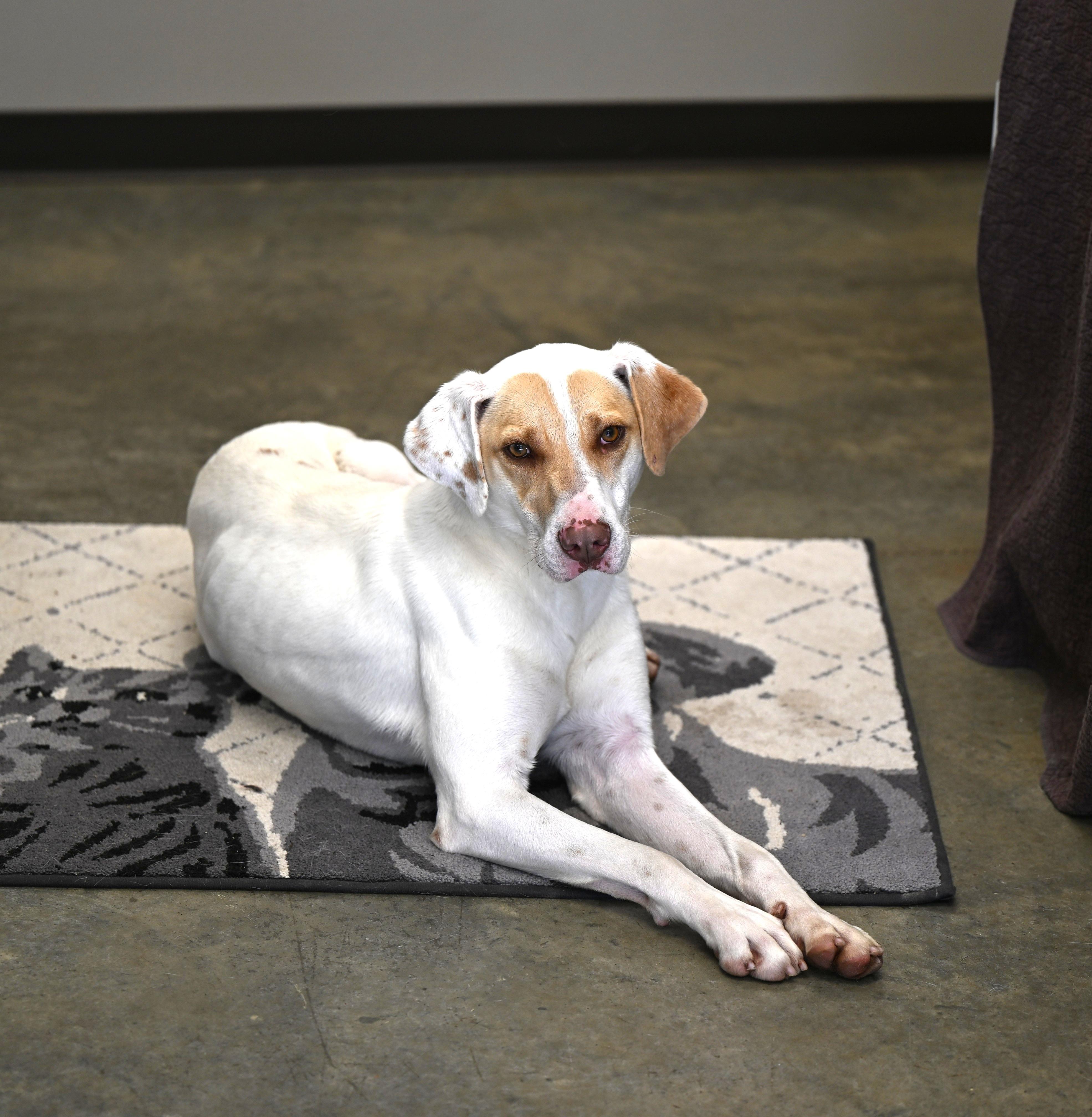 Enlarge Wrigley, a Adoptable mixed breed in Hot Springs, AR image 4/4