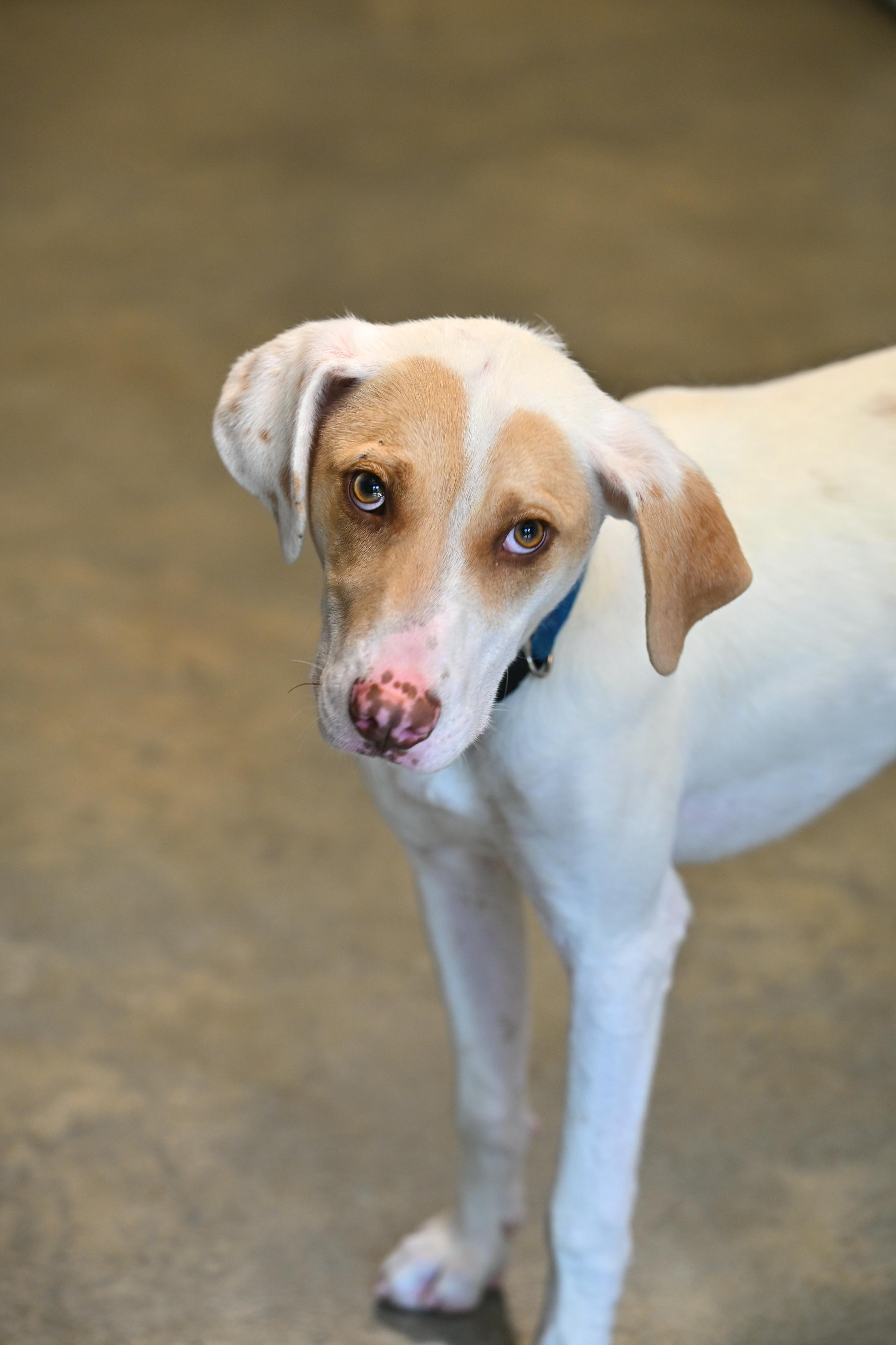 Wrigley, a Adoptable mixed breed in Hot Springs, AR image 1/3