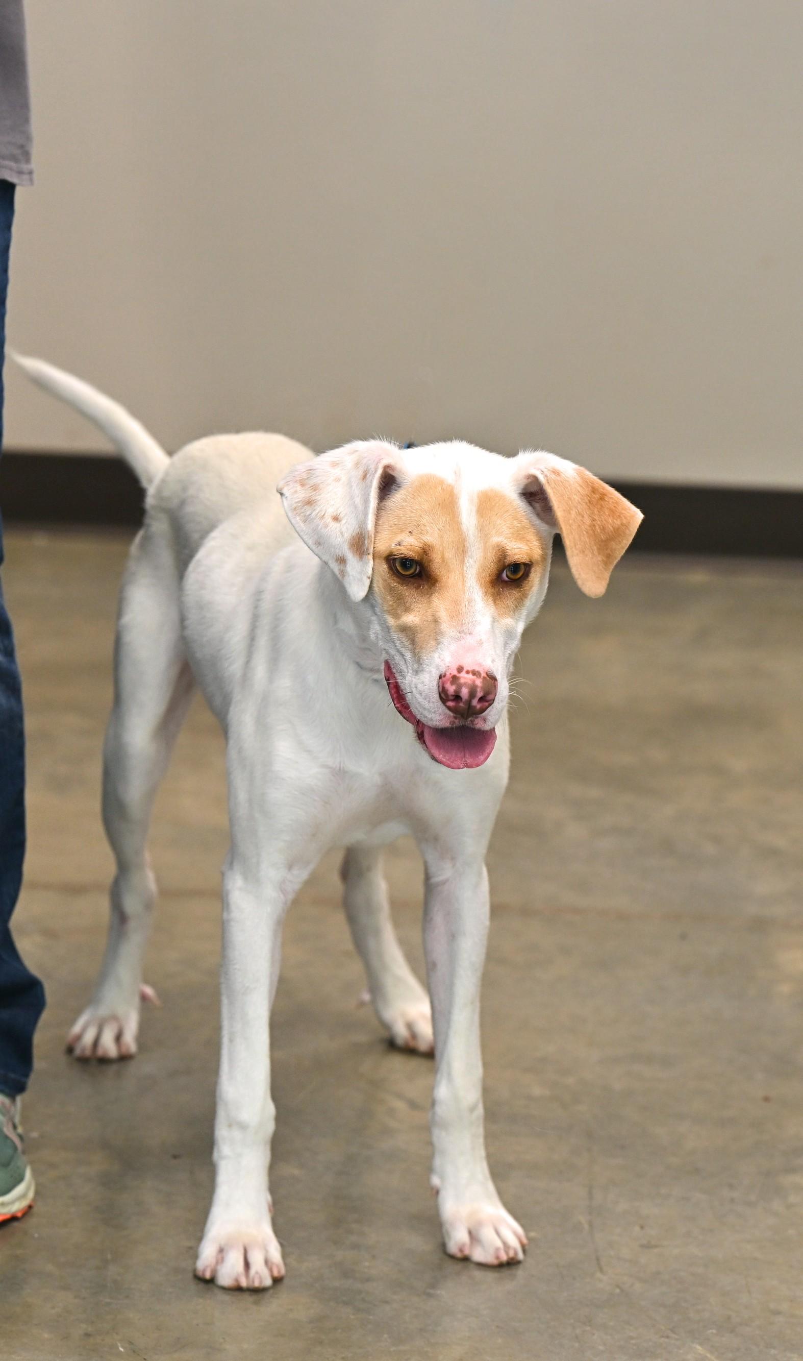 Wrigley, a Adoptable mixed breed in Hot Springs, AR image 2/3