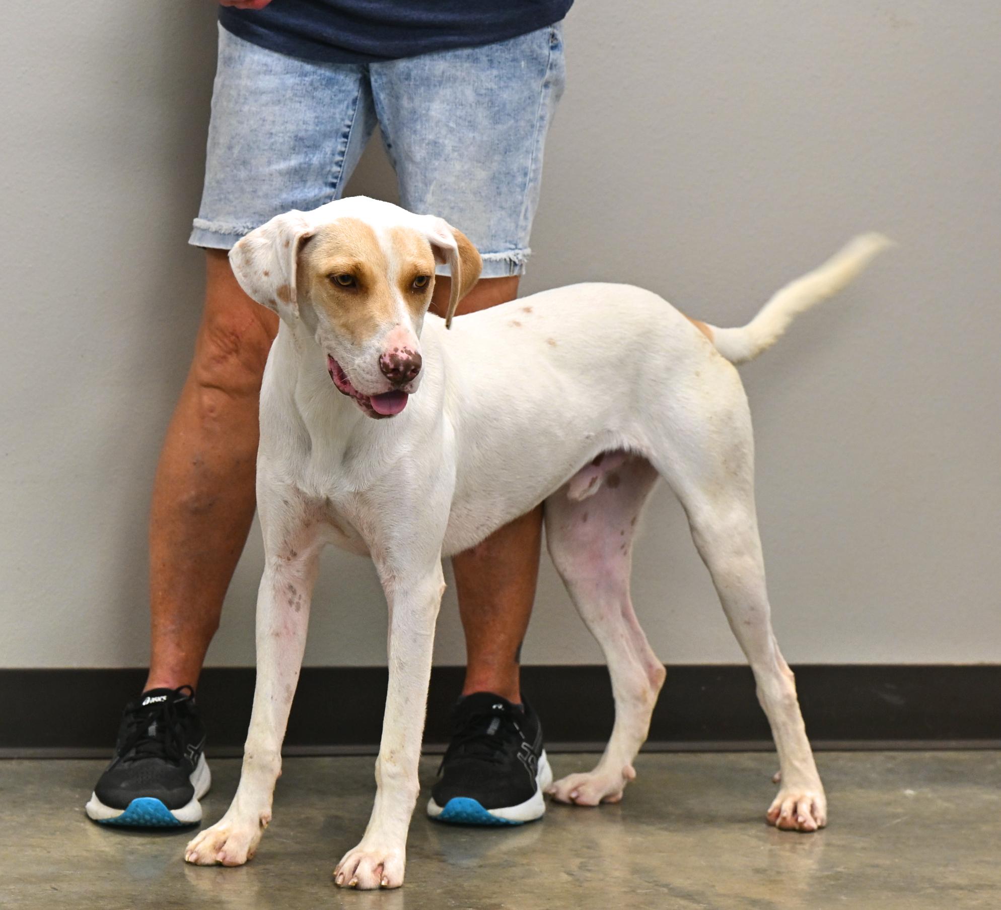 Wrigley, a Adoptable mixed breed in Hot Springs, AR image 3/3