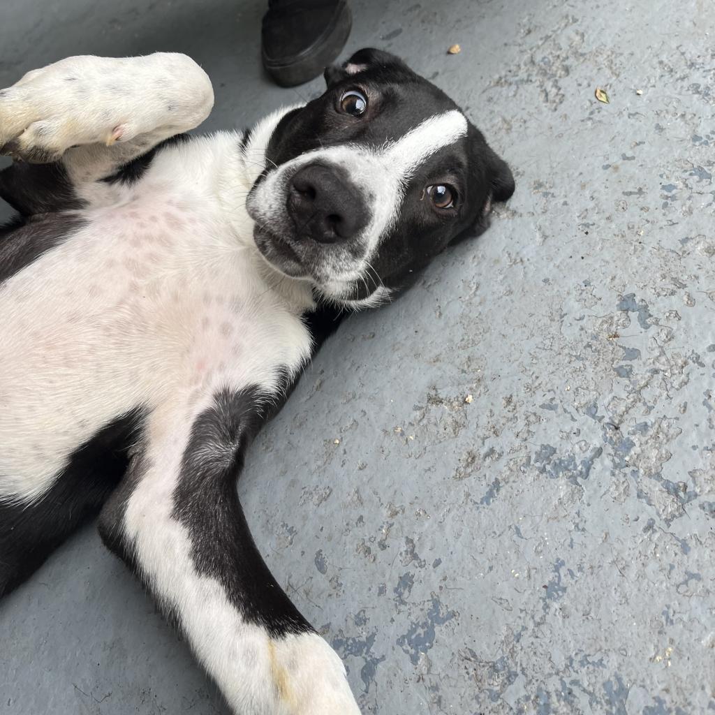 Enlarge Buttercup, a Adoptable mixed breed in Lindenwold, NJ image 1/1