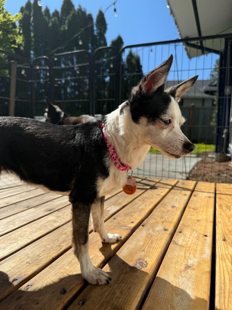 Lulu — thumbnail 2