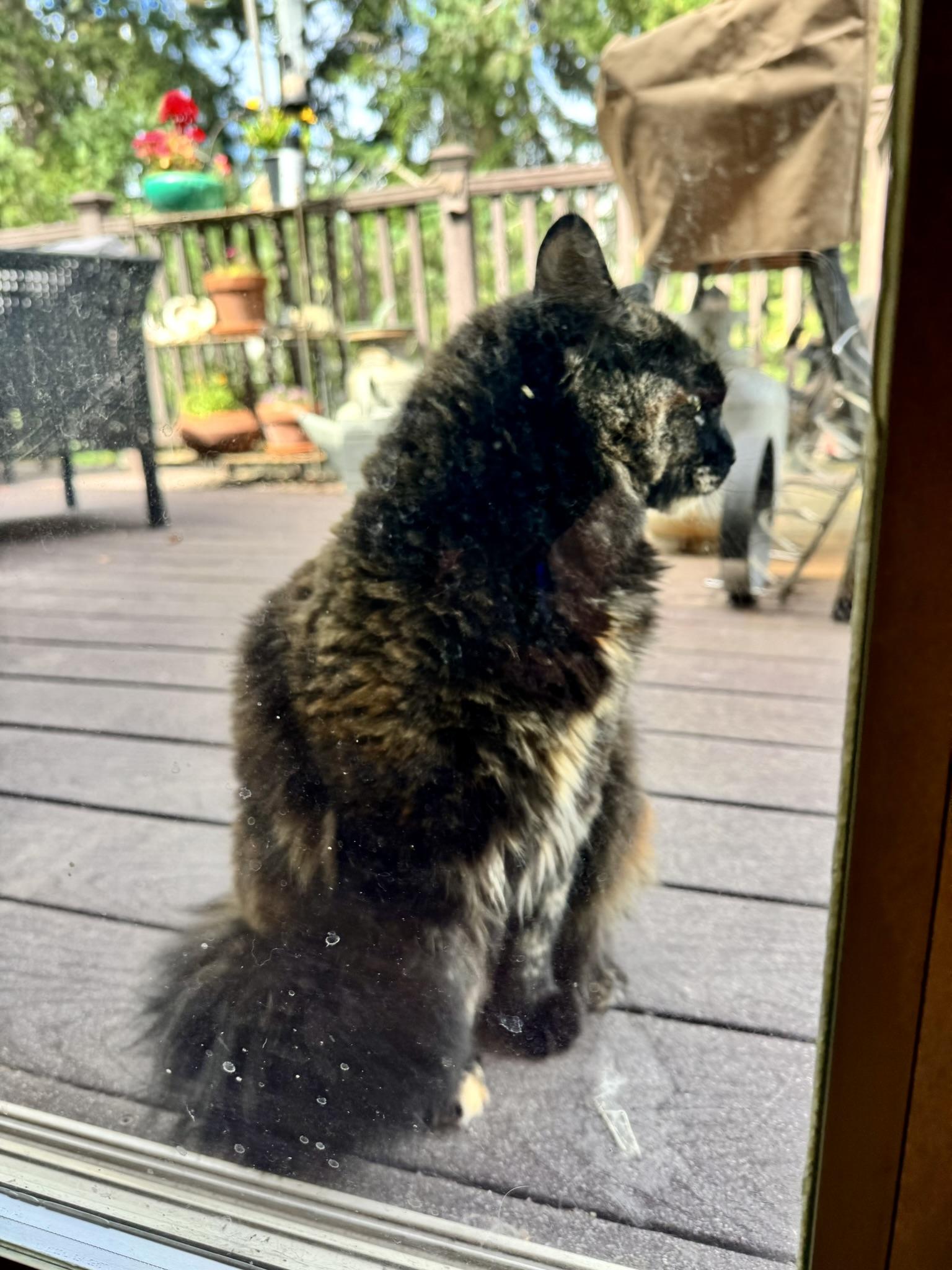 Enlarge COURTESY LISTING Hazel, an adopted Domestic Medium Hair in Moscow, ID image 2/2