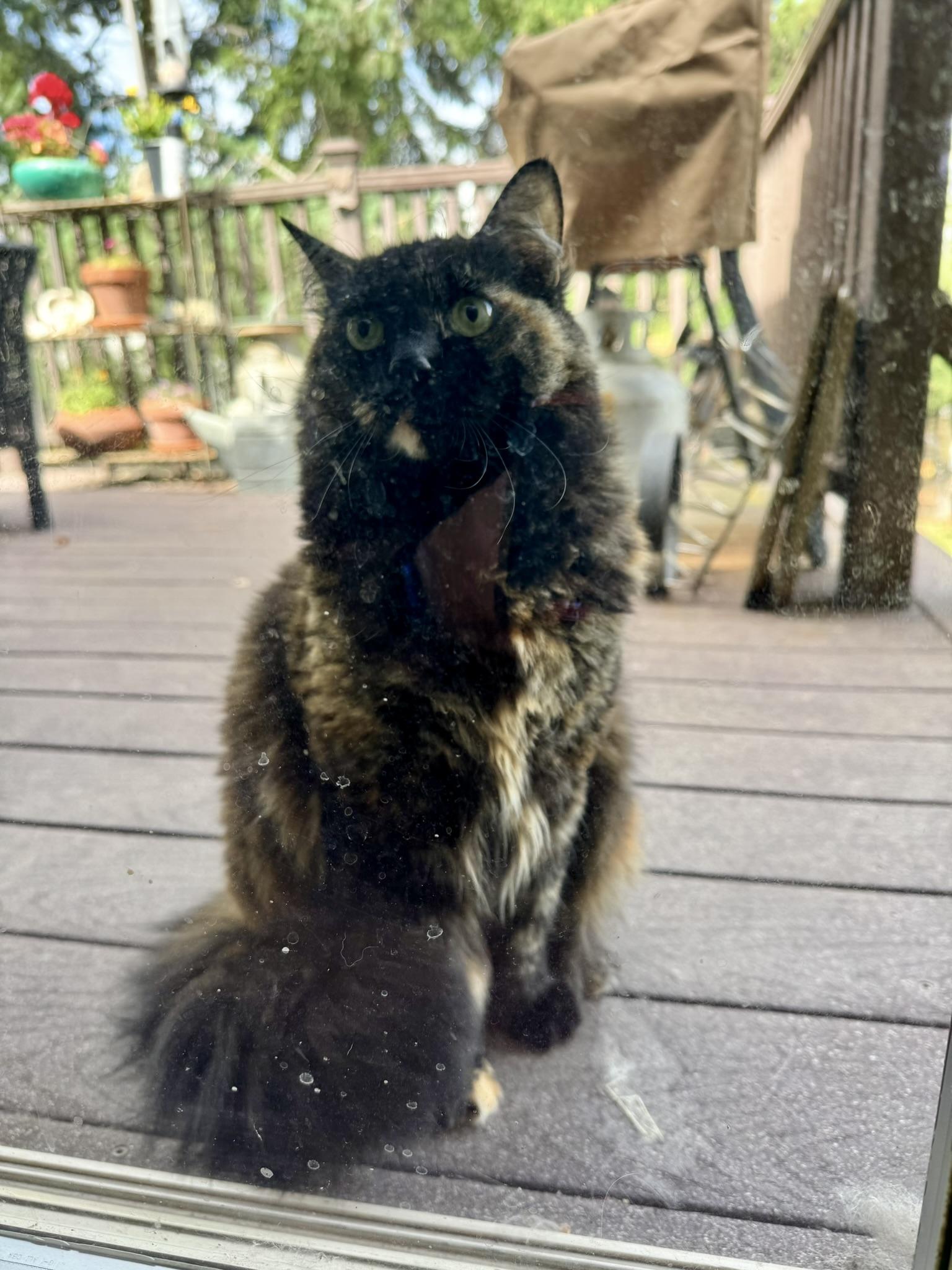 COURTESY LISTING Hazel, adopted, Young Female Domestic Medium Hair.