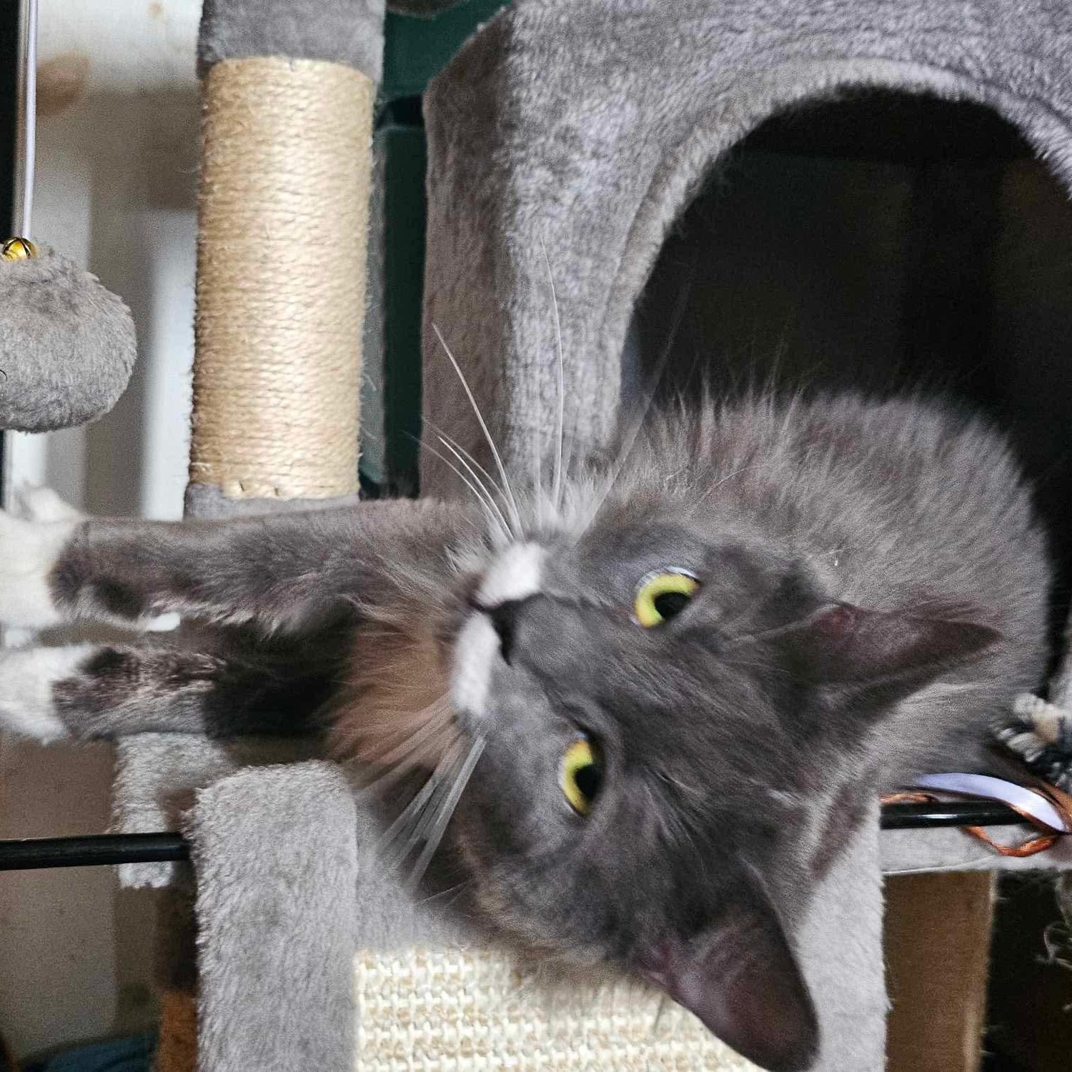 Lumi